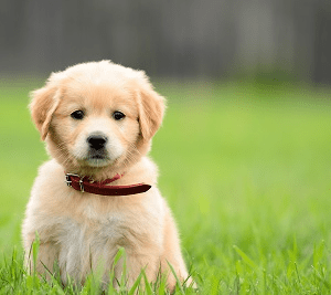 草原の座っている子犬