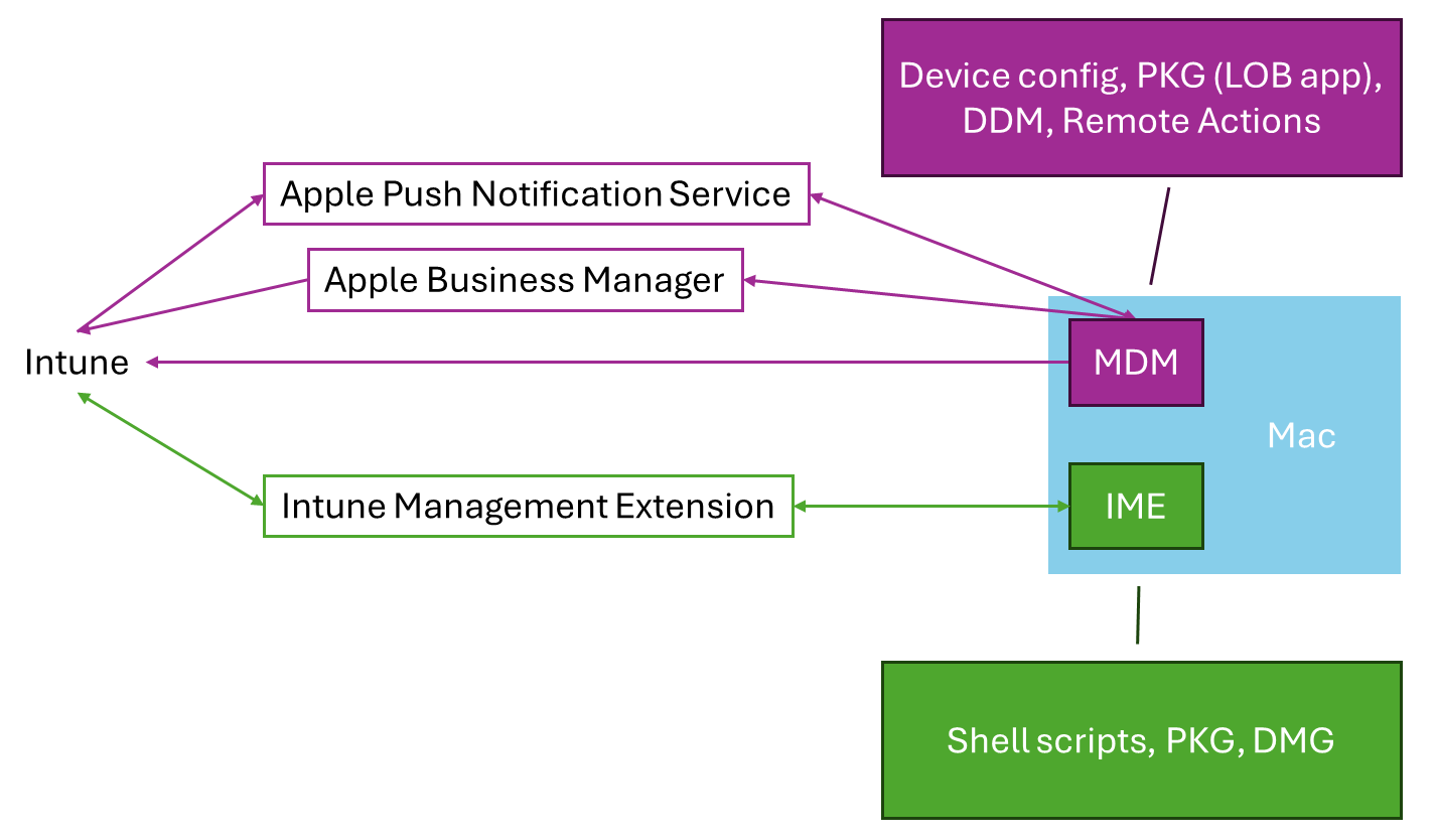 macOS MDM と Intune Managemnt 拡張機能が連携して、Microsoft Intune を使用した macOS デバイスの管理をサポートする方法を示す図